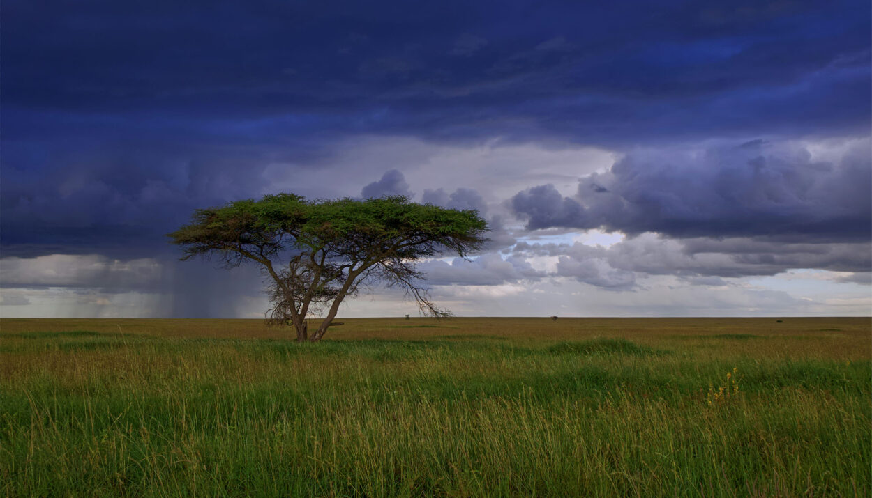 Para quienes buscan una experiencia de safari sin igual, NUBA, la agencia especializada en viajes personalizados, ha seleccionado algunos de los destinos más exclusivos y lujosos de África para explorar la vida salvaje en su hábitat natural.