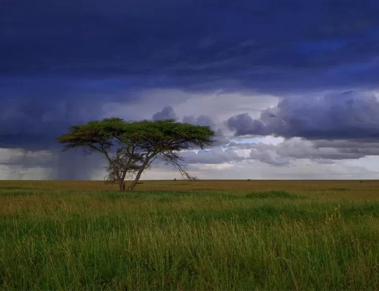 Para quienes buscan una experiencia de safari sin igual, NUBA, la agencia especializada en viajes personalizados, ha seleccionado algunos de los destinos más exclusivos y lujosos de África para explorar la vida salvaje en su hábitat natural.