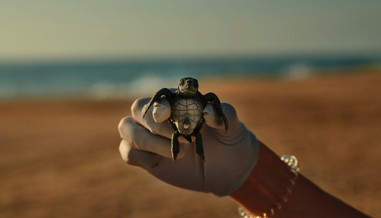 Nest Domes, la solución de Banana Boat para la conservación de tortugas marinas