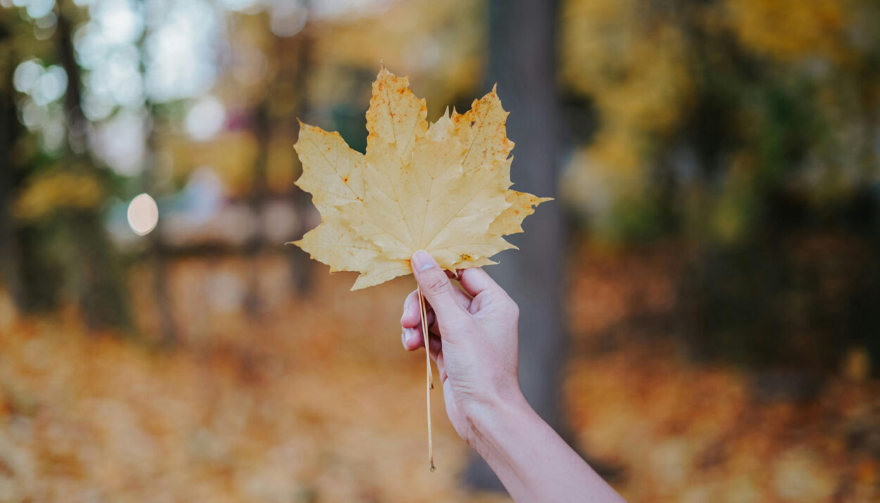 Santal Haze: La esencia de Tree Hut para este otoño