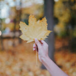 Santal Haze: La esencia de Tree Hut para este otoño