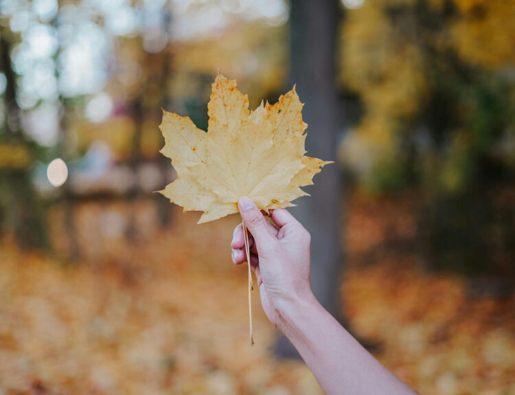 Santal Haze: La esencia de Tree Hut para este otoño